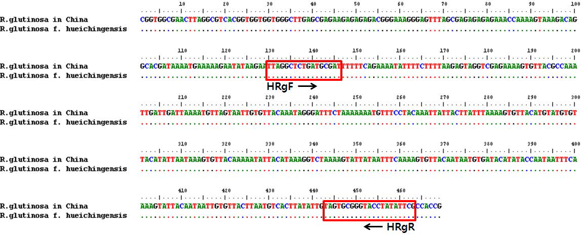 Characteristics of Specific primers designed for discrimination of R. glutinosa in China Sequence of R. glutinosa in China and R. glutinosa f. hueichingensis amplified by UBC-301 universal primer and a R. glutinosa in China specific RAPD amplicon