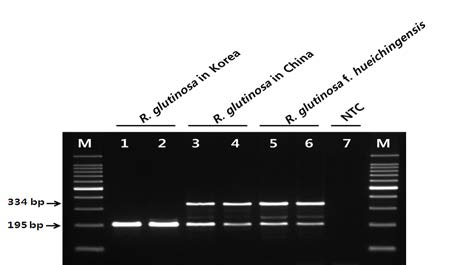 Profiles of PCR products obtained from specific primer