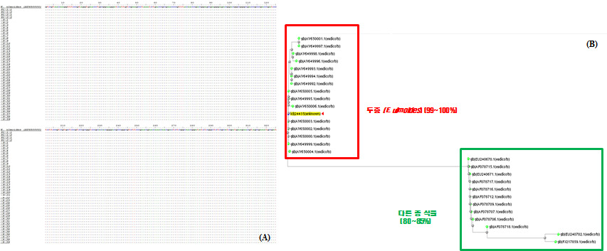 Multiple alignment of the determined nucleotide sequences of the ITS region (A) shown in Table 1 and phylogenetic tree based on the determined nucleotide sequences of E. ulmoides and other species of plants available in GenBank (B).