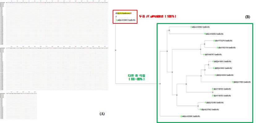 Multiple alignment of the determined nucleotide sequences of the trnL-F intergenic spacer region (A) shown in Table 1 and phylogenetic tree of the determined nucleotide sequences of E. ulmoides and other species of plants available in GenBank (B).