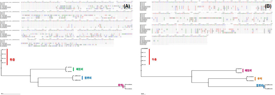 Comparison of the determined nucleotide sequence and phylogenetic tree of ITS(A) and trnL-F intergenic sapcer(B) of E. ulmoides, Magnolia ovobata, Albizzia julibrissin and Kalopanax pictus