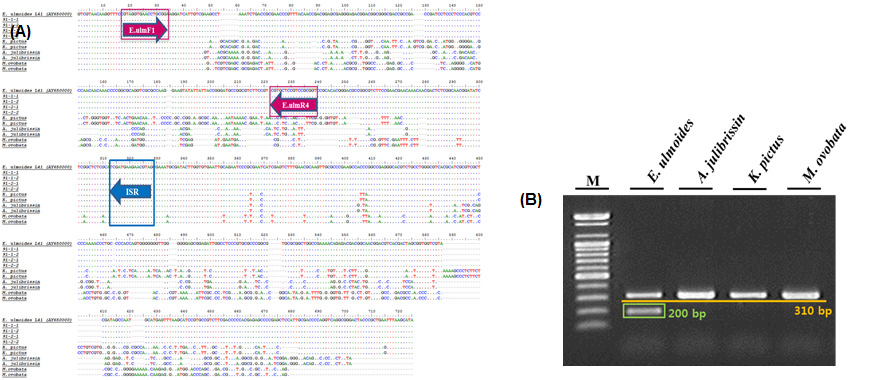 Primer set designed to discriminate the E. ulmoides based on the nucleotide sequence of the ITS region(A) and PCR products of the designed primers pair E.ulmF1/E.ulmR4, which was used to discriminate E.ulmoides (B).