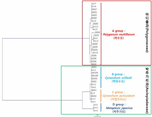 The phylogenetic tree based on the trnL-F region sequence in Polygonum multiflorum, Cynanchum wilfordi, Cynanchum auriculatum and Metaplexis japonica