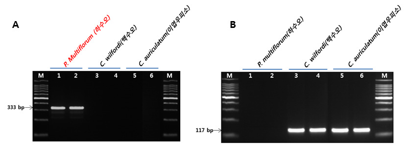 PCR profile of the primer pair(Multi) designed from P. multiflorum(A), PCR profile of the primer pair(CAW) designed from C. wilfordi and C. auriculatum(B)