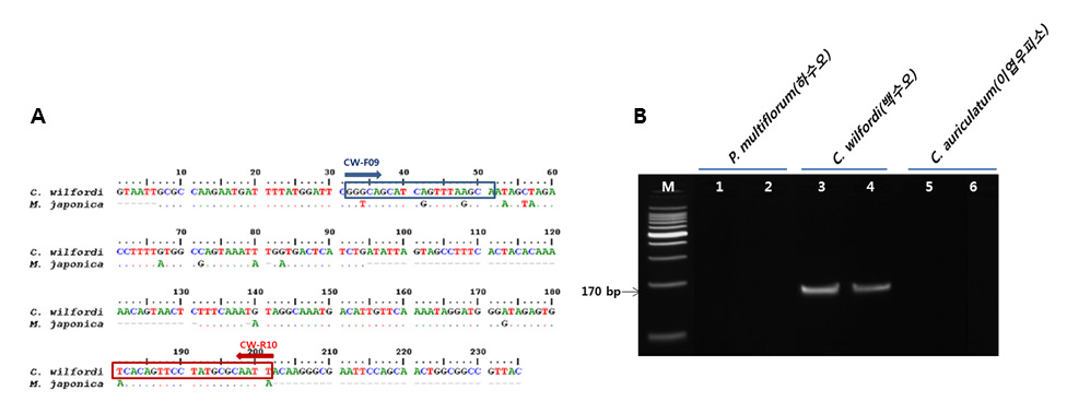 Comparison of the nucleotide sequences PCR products of C. wilfordi and M. japonica amplified by UBC primer 481(Blocks of nucleotide indicate the designed primer pair) (A), PCR profile of the primer pair(CW) designed from C. wilfordi (lane 1-2; P. multiflorum, lane 3-4; C. wilfordi, lane 5-6; C. auriculatum, M; 100 bp DNA ladder) (B)