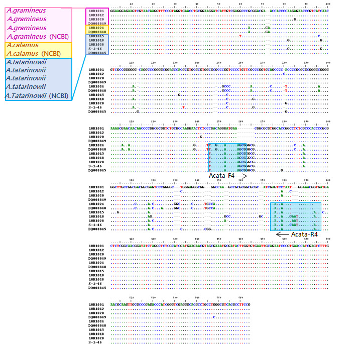 Comparison of the partial ITS gene sequence among Acorus gramineus, Acorus calamus and Acorus tatarinowii with NCBI database