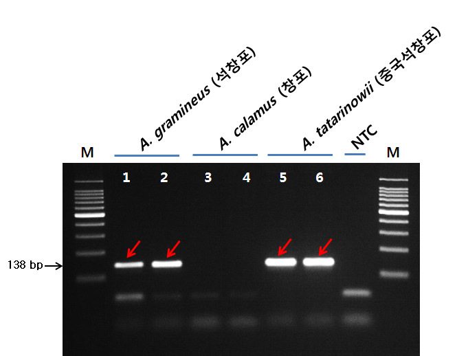 Profiles of PCR products obtained from specific primer