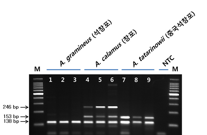 PCR profile using Acata F4/R4 primer designed from the partial ITS gene sequence and Aca681-F/R primer designed form RAPD analysis using the random primer UBC 681