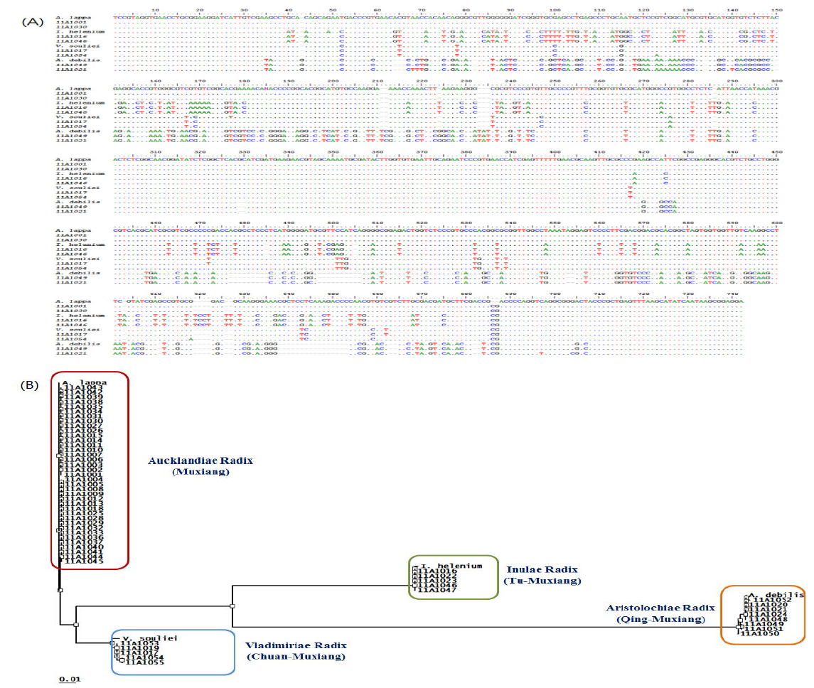 Multiple alignment of the determined nucleotide sequence of the ITS region (A) and Phylogenetic tree (B) in the list of Table 1