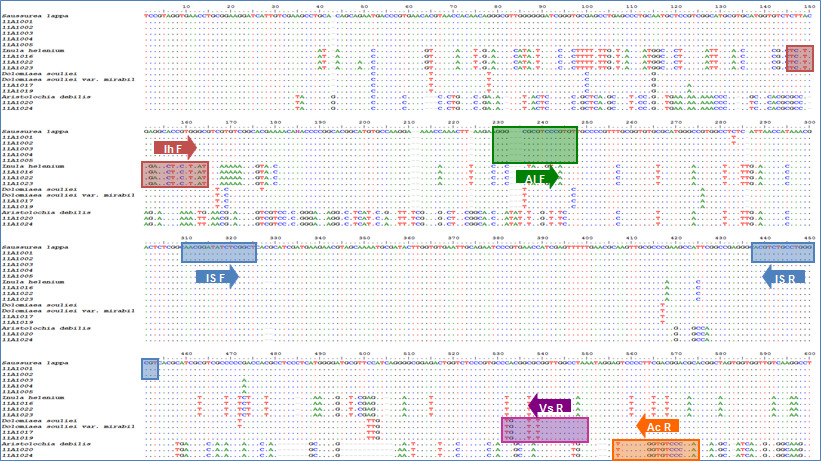 Primer set designed to discriminate the Aucklandiae Radix and its substitutes and adulterants based on the nucleotide sequence of the ITS region