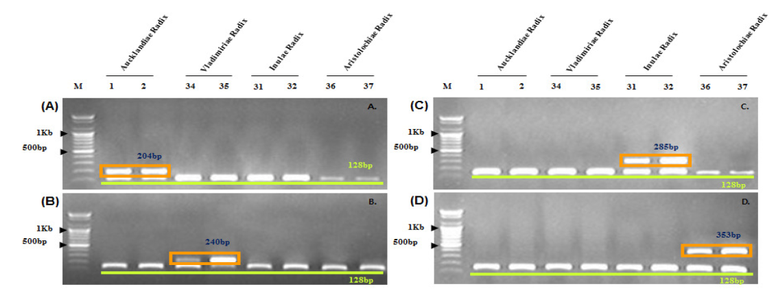 DNA Marker(s) PCR products of the designed primers pair Al F/IS R which was used to discriminate Aucklandiae Radix(A) and Vs R/IS F, which was use to discriminate Vladimiriae Radix(B).Ih F/IS R primer pair was used to discriminate Inulae Radix(C) and Ac R/IS F pair was used for Aristolochiae Radix. The IS F/ IS R primer set was used as an internal standard. M: 100bp ladder.