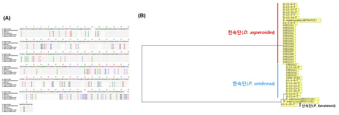 Comparison of the nucleotide sequences(A) and Phylogenetic tree(B) of trnL-F region of D. asperoides, P. umbrosa and P. koraiens