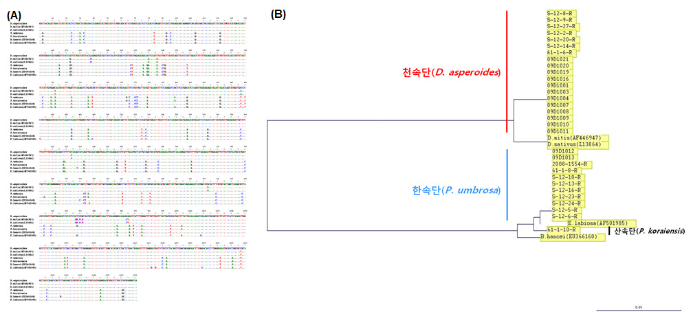 Comparison of the nucleotide sequences (A) and Phylogenetic tree(B) of rbcL region of D. asperoides, P. umbrosa and P. koraiensis.