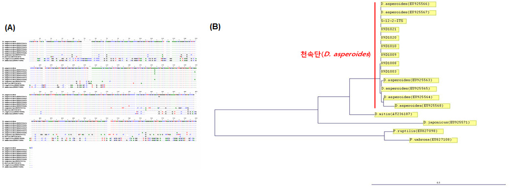 Comparison of the nucleotide sequences(A) and Phylogenetic tree(B) of ITS region of Dipsacus species and Phlomis species