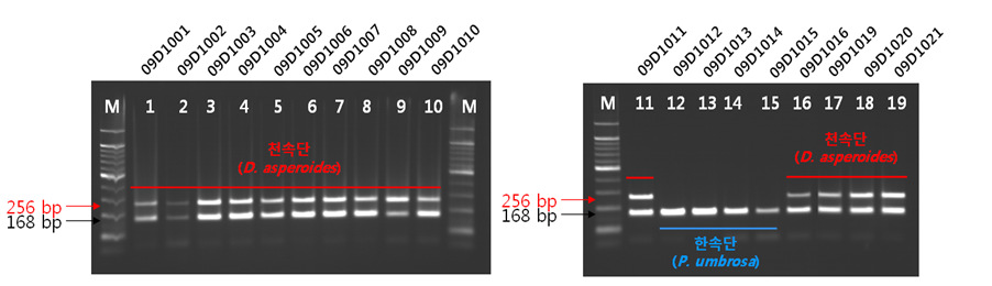 PCR products of the D. asperoides specific primers.