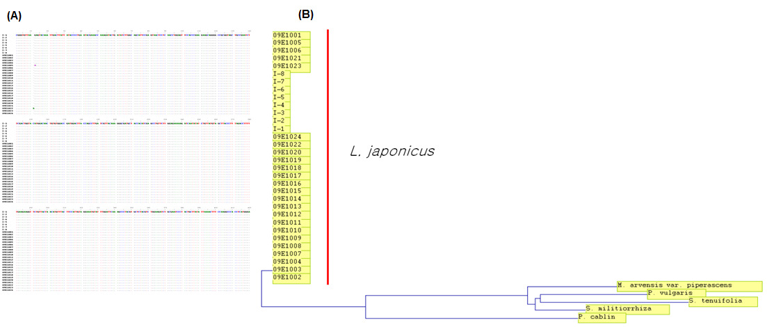 Comparison of the nucleotide sequences(A) and Phlygenetic tree(B) of rbcL region of L. japonicus.