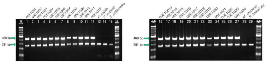 PCR product of L. japonicus with designed primers