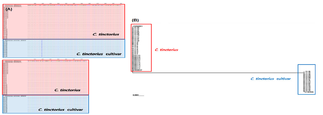 Comparison of the nucleotide sequence(A) and Phylogenetic tree(B) of ITS region of C. tinctorius