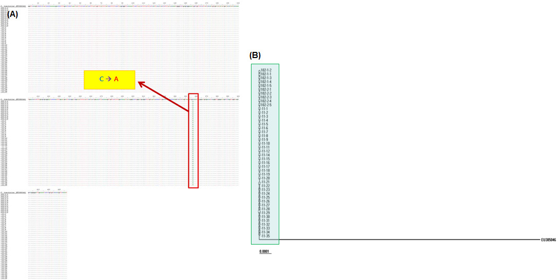 Comparison the nucleotide sequence(A) and Phylogenetic tree(B) of the trnL-F intergenic spacer of C. tinctorius samples with the trnL-F intergenic spacer nucleotide sequences deposited in NCBI GenBank.