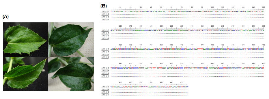 Comparison of the nucleotide sequence of ITS between C. tinctorius plants with two different phenotypes of leaf spin