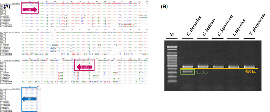 Designed primer set to discriminate the C.tinctorius based on the nucleotide sequence of the trnL-trnF intergenic spacer and PCR products of the designed primer pair C.tinF1/C.tinR3 to discriminate C. tinctorius