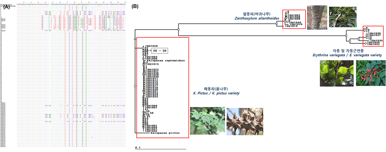 Comparison of the determined ITS sequence(A) and Phlygenetic tree(B) of Kalopanacis Cortex.