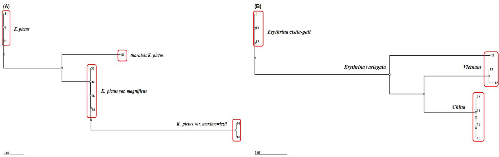 Comparison of the determined nucleotide sequence of ITS region among K. pictus and K.picuts variety(A) and the determined nucleotide sequence of ITS region between E. variegata and E. cistia-gali