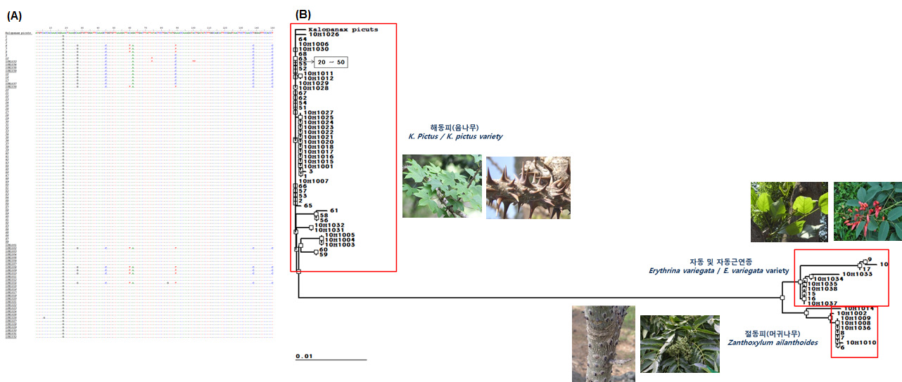 Comparison of the determined sequence(A) and Phlygenetic tree(B) of rbcL region of Kalopanacis Cortex. Partial nucleotide sequences are presented.