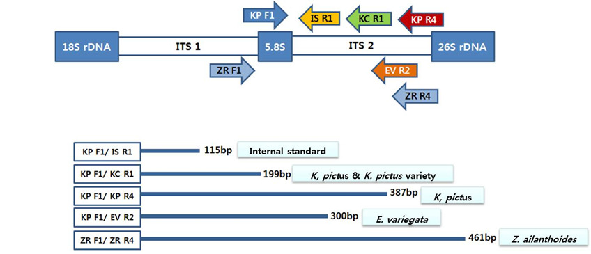 Primer set designed to discriminate the Kalopanacis Cortex plants.