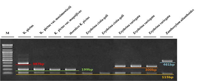 Multiplex PCR products amplified by primer sets