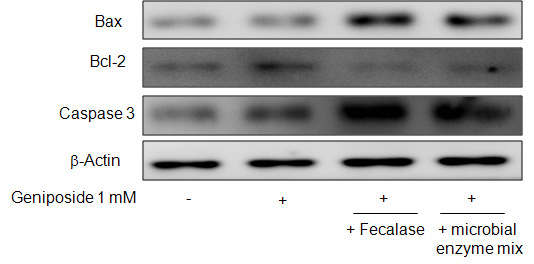 Effect of geniposide metabolism by fecalase and microbial enzyme mix on Bcl-2 family and caspase-3 activity in HepG2 cells. Western blotting analyses of Bax, Bcl-2 and cleaved-caspase-3 family proteins in HepG2 cells.