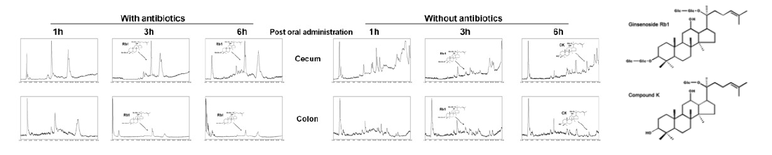 HPLC analysis of biotransform of Ginsenoside Rb1. We detected HPLC patterns at 1h, 3h and 6h after oral administered ginsenoside Rb1 (Rb1, 60 mg/kg) with or without antibiotics (streptomycin and neomycin, 100 mg/kg) in cecum and colon. Ginsenoside Rb1 was biotransformed to compound K (CK) in mice without administered antibiotics. However, in mice with administered antibiotics, compound K was not detected