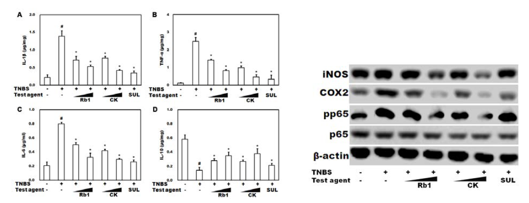 Effects of ginsenoside Rb1 and compound K on inflammatory cytokines in TNBS-induced colitic mice.