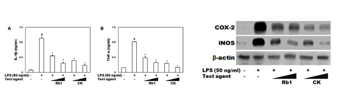 Inhibitory effects of ginsenoside Rb1 and compound K on the productions of pro-inflammatory cytokines in LPS-induced peritoneal macrophages. All data are expressed as means ± SDs (n = 4 in a single experiment). #p<0.05, significantly different vs. normal control group. *p<0.05, vs. LPS control.