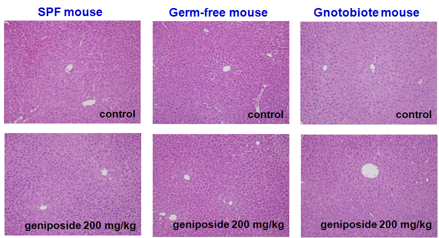 (Liver) Histologic diagnosis after oral administration of geniposide in germ-free, gnotobiote and SPF mice. Each tissue doesn