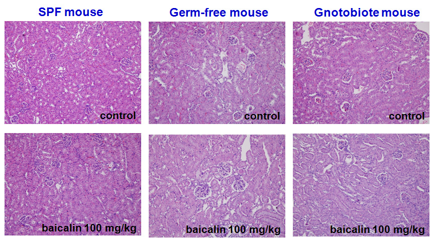 (Kidney) Histologic diagnosis after oral administration of baicalin in germ-free, gnotobiote and SPF mice. Each tissue doesn't show any pathological changes.