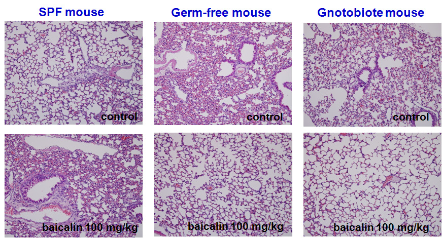 (Lung) Histologic diagnosis after oral administration of baicalin in germ-free, gnotobiote and SPF mice. Each tissue doesn't show any pathological changes.