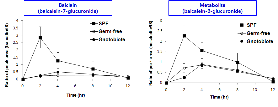 Mean serum concentration-time curves of baicalin and its major metabolites after oral administration of baicalin (100 mg/kg) in germ-free, gnotobiote and SPF mice (2차 동물실험 결과).