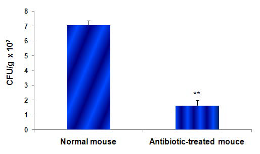 Effects of antibiotic treatment on the number of intestinal bacteria in male ICR mice. Microbial enumeration using anaerobic culture of intestinal contents were performed after oral administration of antibiotics for 3 days.