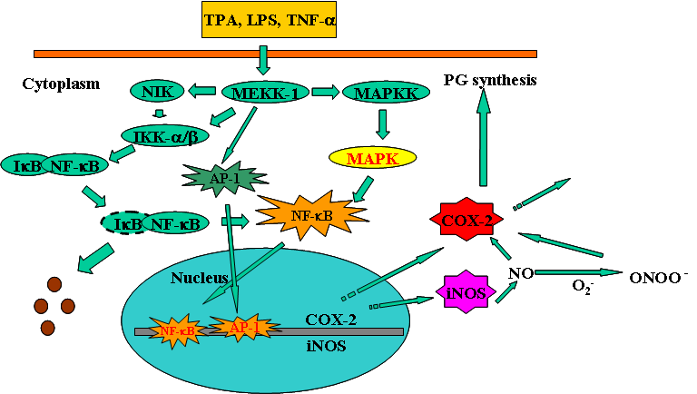 Intracellular signaling pathways of inflammation