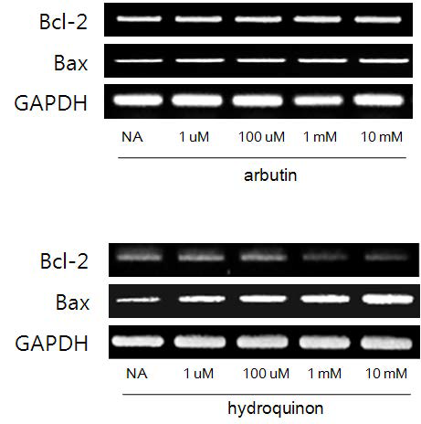 Effects of arbutin and hydroquinone on the expression of Bcl-2 family proteins: RT-PCR analysis of Bcl-2 family proteins in HepG2 cells. After 24 hr of incubation, the total RNA was prepared and real-time PCR was performed. GAPDH was used as a loading control