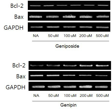 Effect of geniposide and genipin on the expression of Bcl-2 family proteins: RT-PCR analysis of Bcl-2 family proteins in HepG2 cells. After 24 hr of incubation, the total RNA was prepared and real-time PCR was performed. GAPDH was used as a loading control