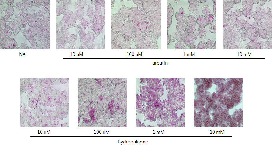 Effect of arbutin and hydroquinone on apoptosis in hepatoma cells. The cells were cultured in the presence of various concentrations of arbutin and hydroquinone for 24 h. After the treatment, APOPercentage assays were performed according to the manufacturer