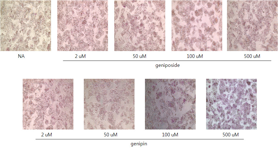 Effect of geniposide and genipin on apoptosis in hepatoma cells. The cells were cultured in the presence of various concentrations of geniposide and genipin for 24 h. After the treatment, APOPercentage assays were performed according to the manufacturer