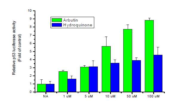 Effects of arbutin and hydroquinone on p53 luciferase activity in HepG2 cells. Cells were transiently co-transfected with pCMV-β-gal, p53 regulated luciferase reporter gene. After 4 h, cells were treated with the indicated concentrations of arbutin and hydroquinone for 24 h.