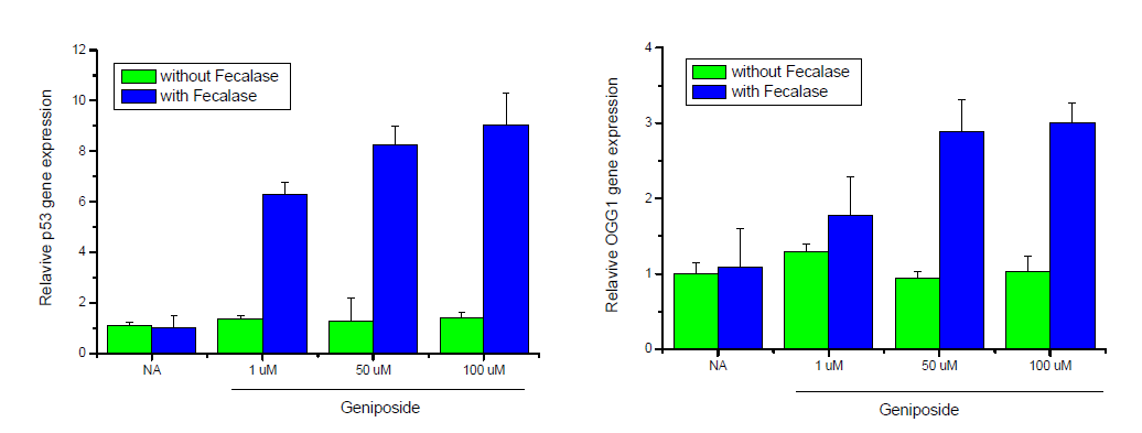 Effect of geniposide plus fecalase on the expression of p53 and OGG1. The cells were lysed and the total RNA was analyzed by RT-PCR in HepG2 cells. After 24 hr of incubation, the total RNA was prepared and real-time PCR was performed. GAPDH was used as a loading control