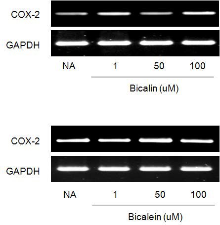 Effect of baicalin and bacialein on the expression of COX-2. The cells were lysed and the total RNA was analyzed by RT-PCR in Raw 264.7 cells. After 24 hr of incubation, the total RNA was prepared and PCR was performed. GAPDH was used as a loading control.