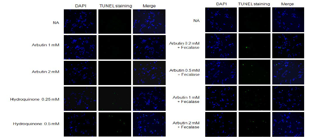 Effects of arbutin and hydroquinone on apoptosis in hepatoma cells. TUNEL assays were performed according to the manufacturer’s instructions. Apoptotic cells were visualized under a fluorescent microscope