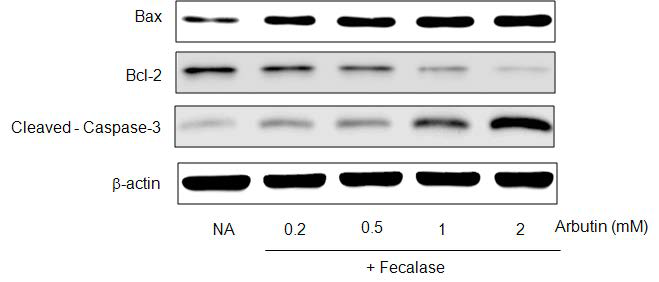 Effect of arbutin metabolism by fecalase on Bcl-2 family and caspase-3 activity in HepG2 cells. Western blotting analyses of Bax, Bcl-2 and cleaved-caspase-3 family proteins in HepG2 cells