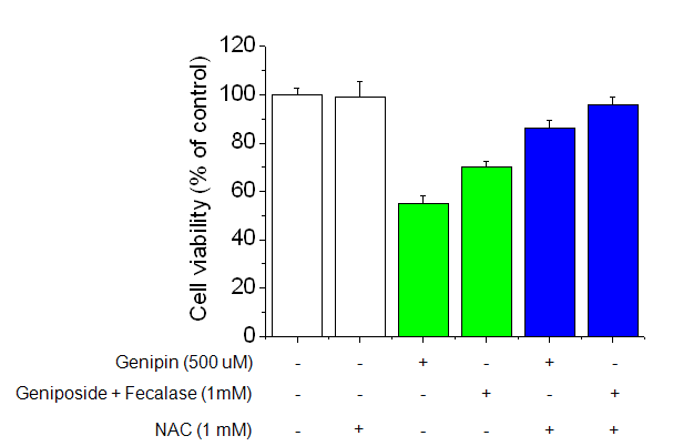 Effect of geniposide metabolism by fecalase on Cytotoxicity. To examine the protective effect of NAC on genipin or pre-activated-induced toxicity, cells werepretreated with 1 mM NAC 1 h prior to genipin and pre-activated geniposide treatment